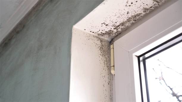 Best DIY Mold Remediation Support Services in Villisca, IA